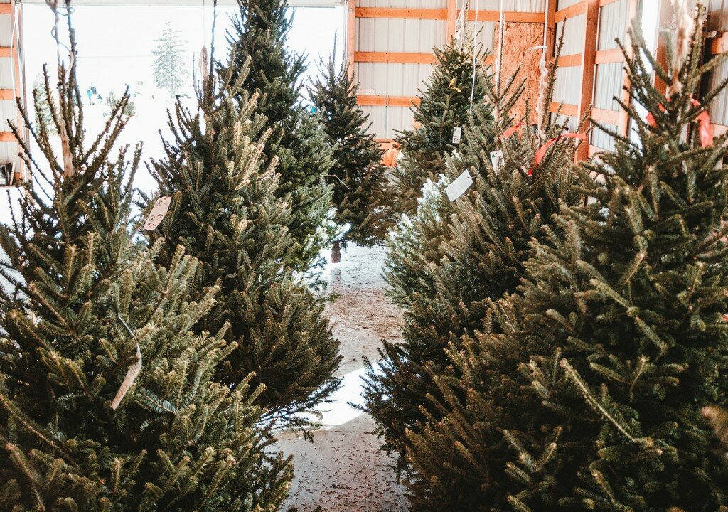 Fresh Christmas Trees