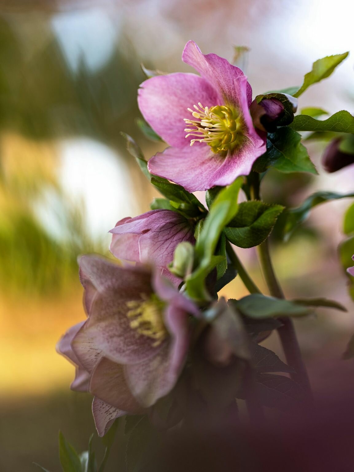 Helleborus: Timeless Garden Elegance Helleborus: Timeless Garden Elegance