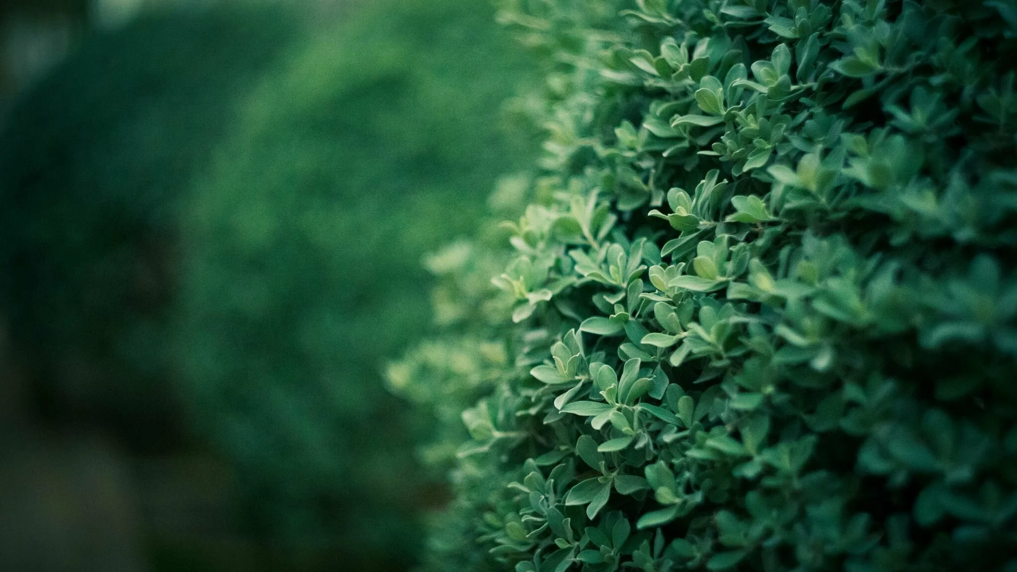 shrubs shrubs
