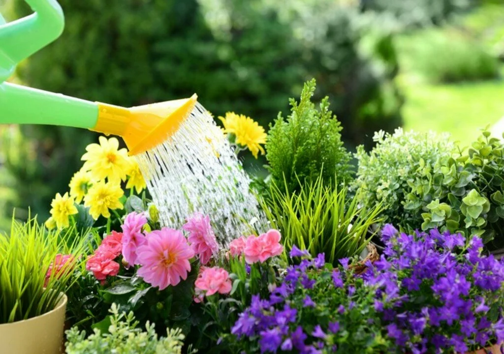 Plants Seeds & Bulbs Plants Seeds & Bulbs