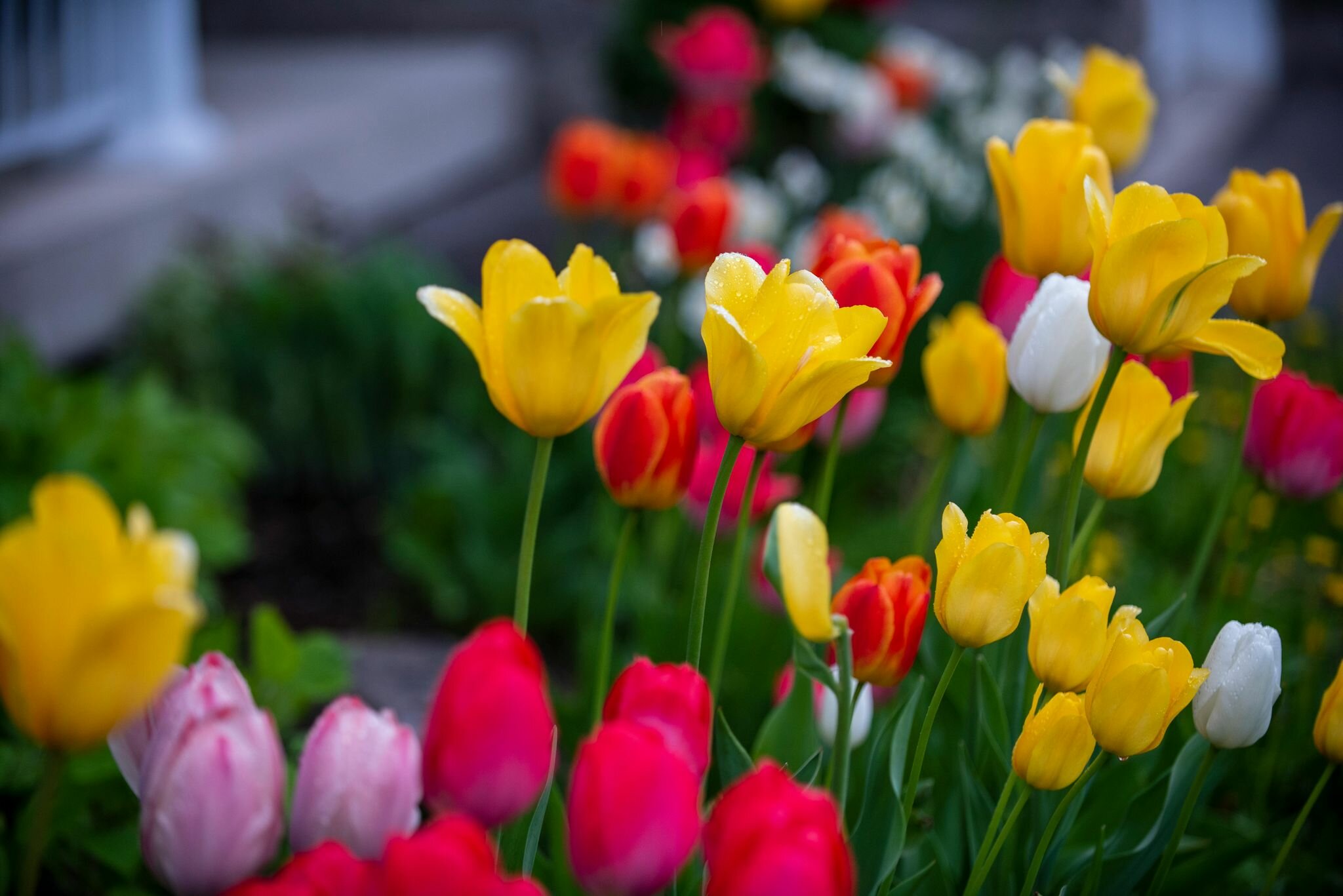 Spring Bulbs Spring Bulbs