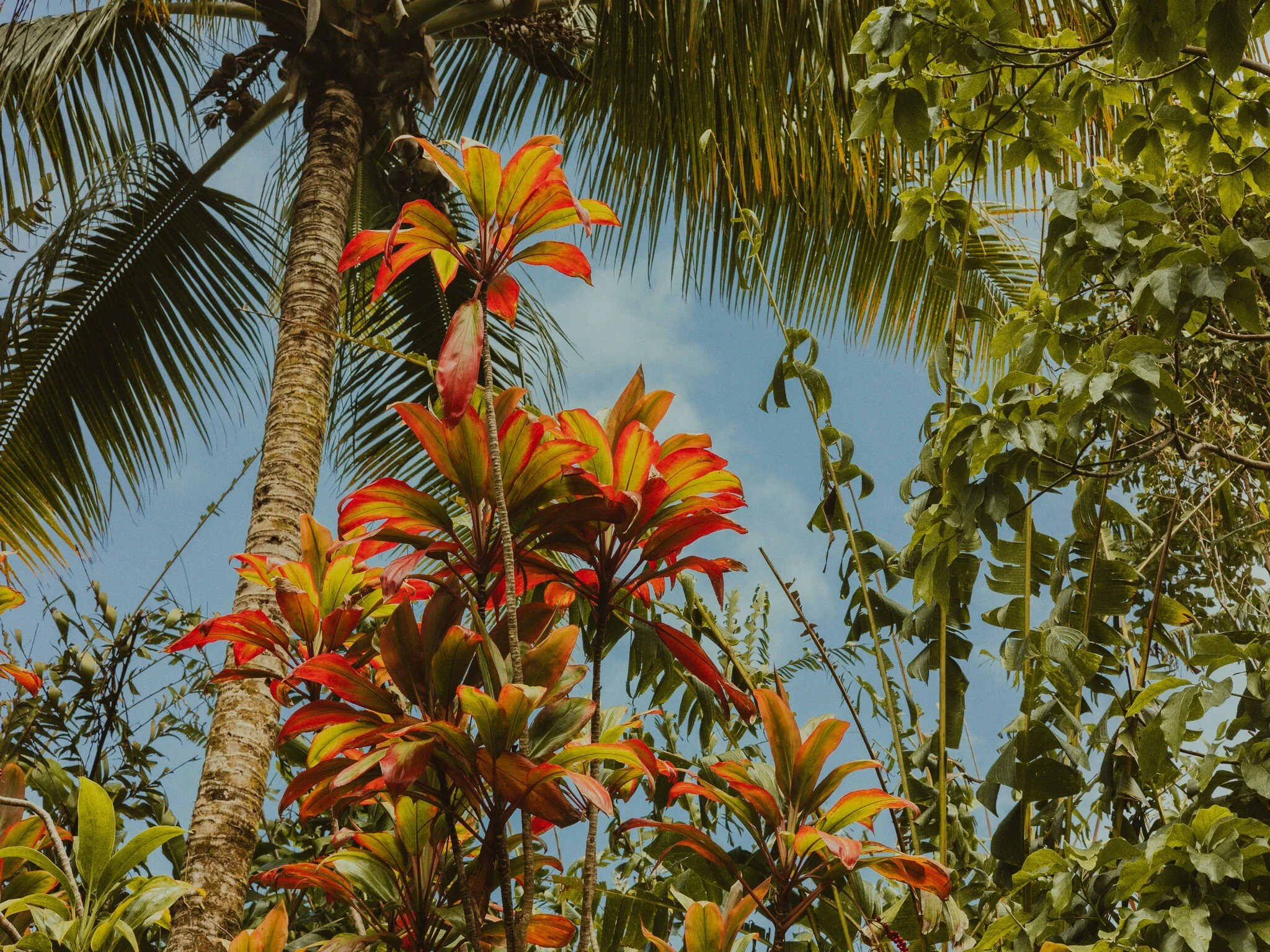 Tropical Style Tropical Style