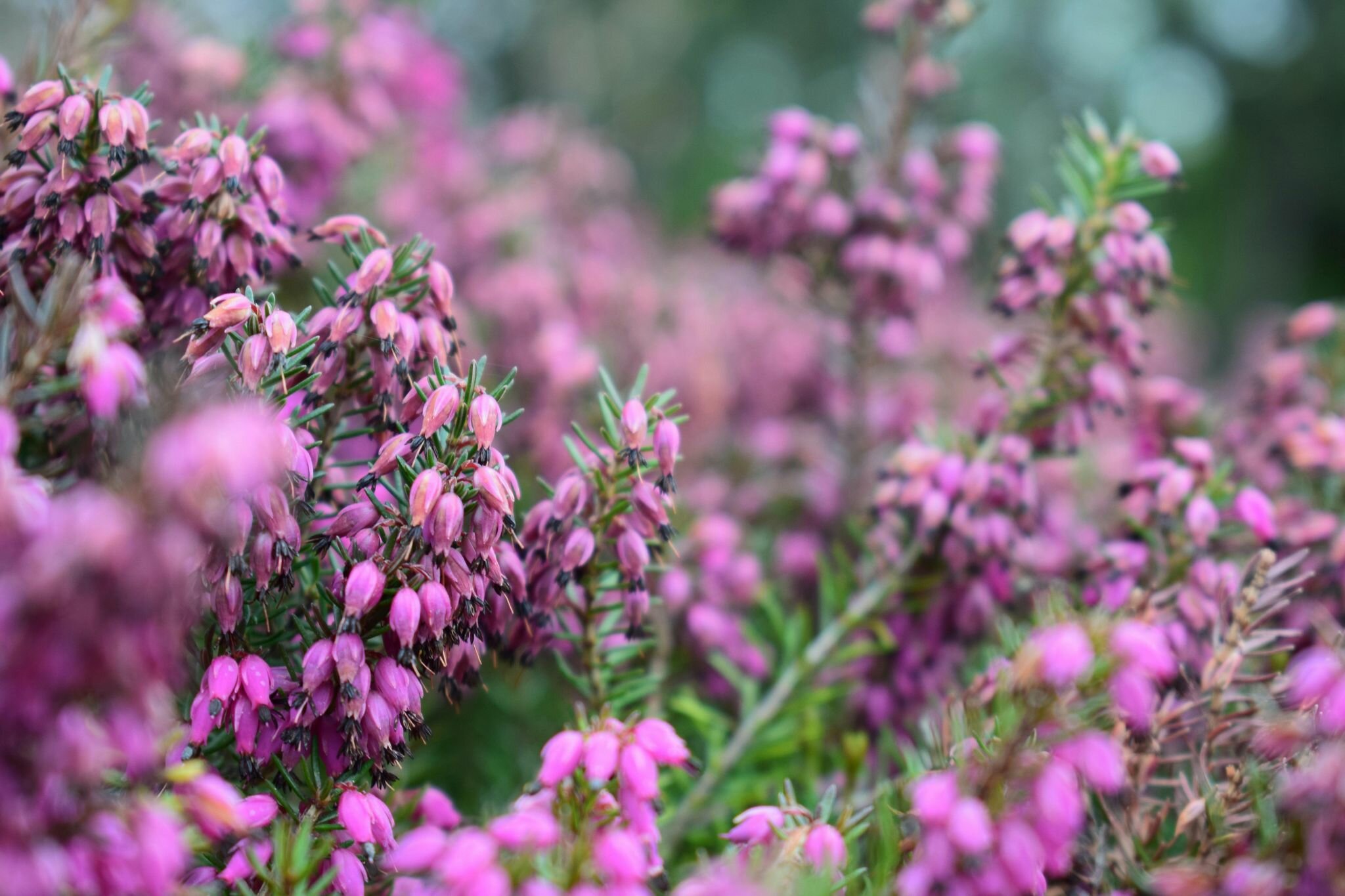 Winter heathers Winter heathers