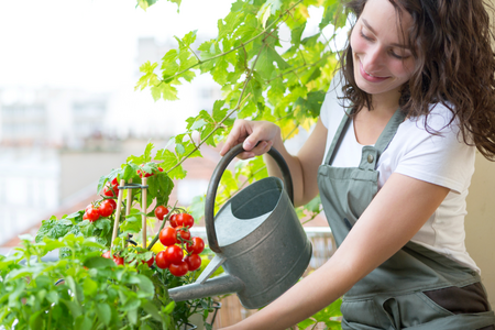 A guide to growing your own tomatoes