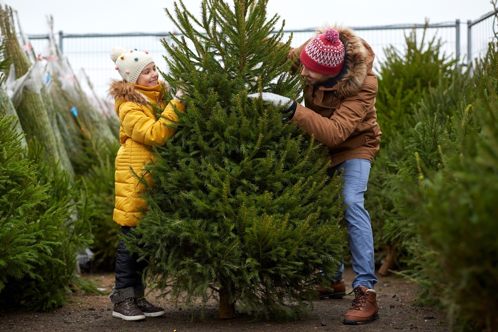 christmas tree purchase