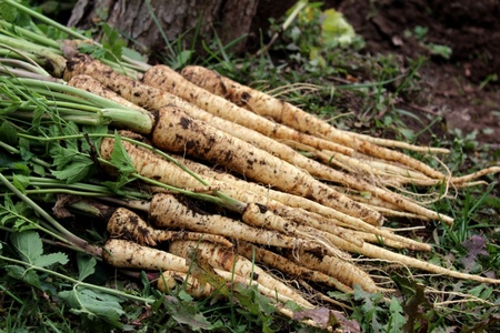 December's veg gardening