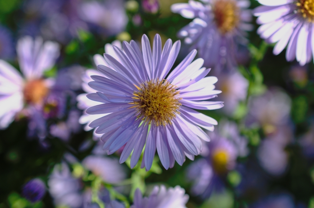 Garden plants for autumn colour - D and M Garden Centre