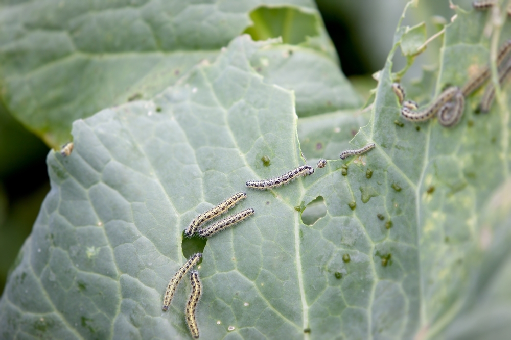 How to get rid of cabbage worms - D and M Garden Centre