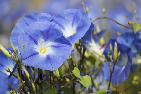 Our favourite summer annuals to sow now