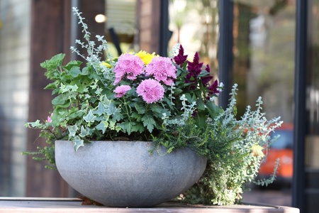 Pots and containers full of autumn blooms and evergreens