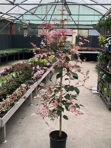 ACER CONSPICUUM RED FLAMINGO