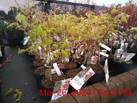 ACER jap. Acontifolium 30-40cm