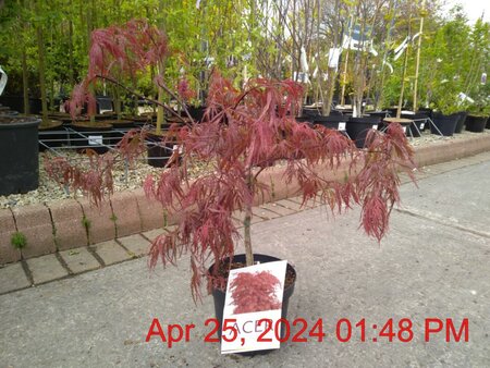 ACER pal. dis. Garnet 40-50cm