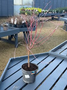 ACER PALMATUM KATSURA