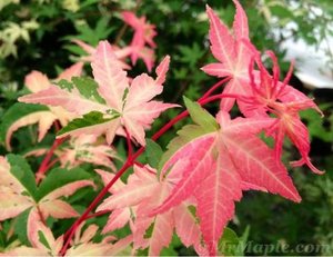 ACER PALMATUM ORIDONO NISHIKI