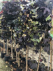 Acer Plat. 'Crimson King' 200-250 - image 2