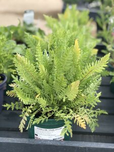 Achillea fill. 'Cloth of Gold'