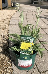 Achillea 'Moonshine'