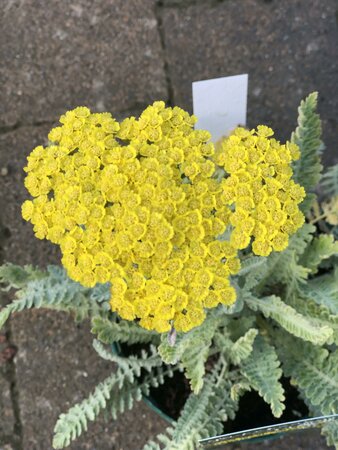 Achillea 'Moonshine' - image 2