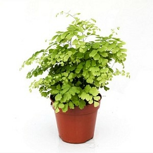 Adiantum fragrans - D and M Garden Centre