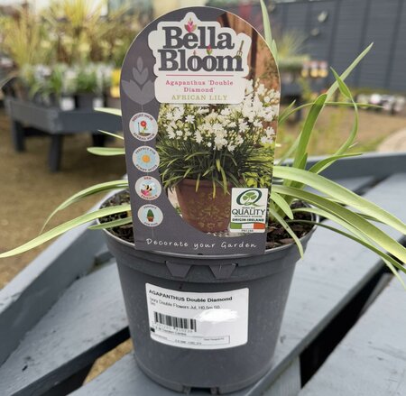 AGAPANTHUS Double Diamond