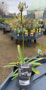 AGAPANTHUS Fireworks