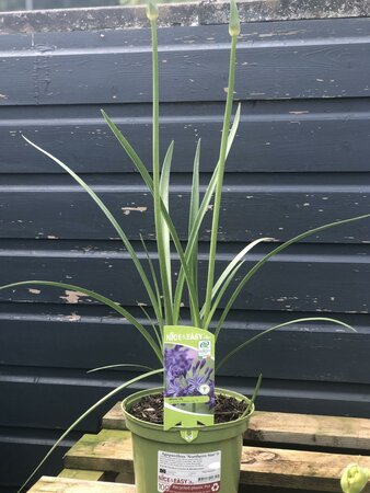 Agapanthus 'Northern Star'®