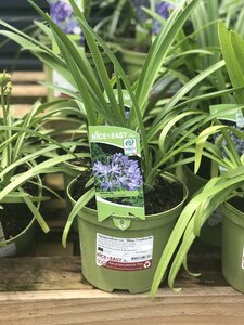 Agapanthus or. 'Blue Umbrella'