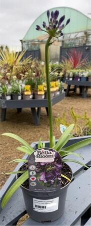 AGAPANTHUS Poppin Purple