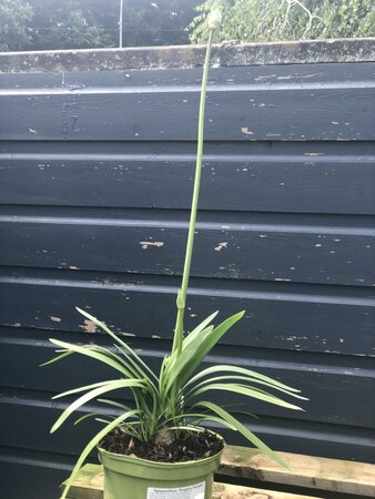 Agapanthus 'Poppin Purple'