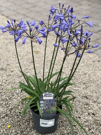 AGAPANTHUS Summer Love New Blue