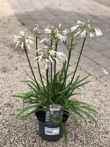 AGAPANTHUS Summer Love New White