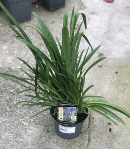 AGAPANTHUS umbellatus Blue