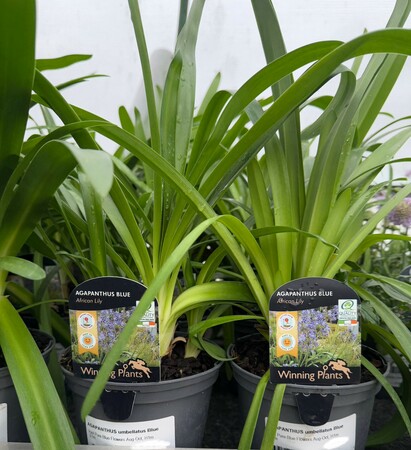 AGAPANTHUS umbellatus Blue