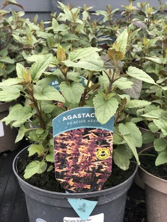 Agastache Peachie Keen