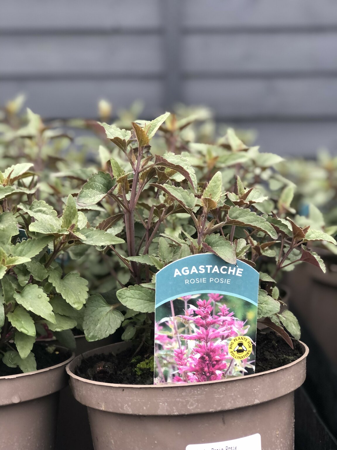 Agastache Rosie Posie - D and M Garden Centre