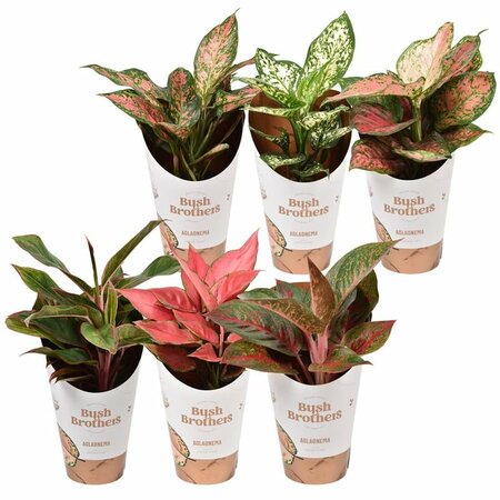 Aglaonema 'Star Collection' mix