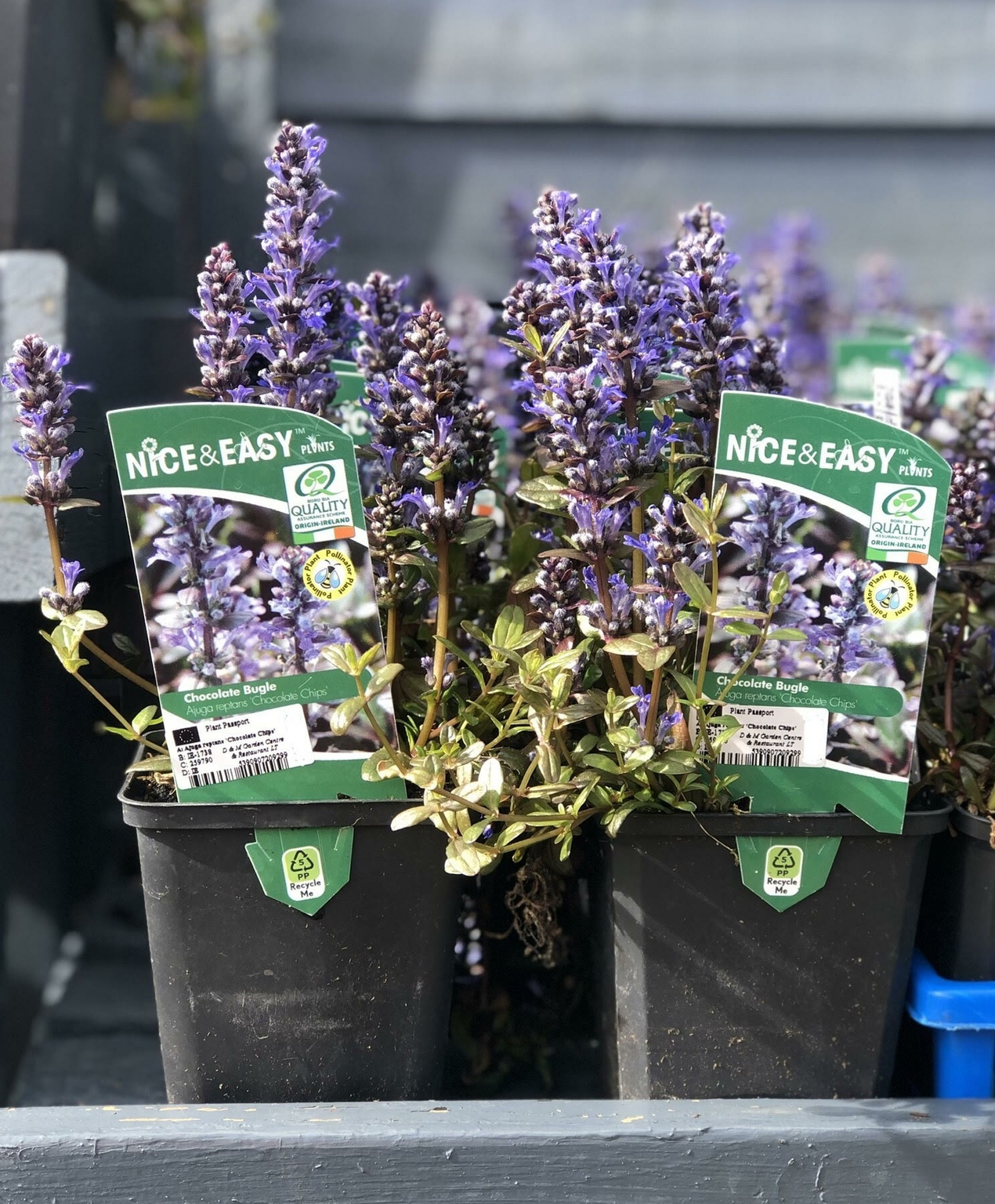 Ajuga reptans 'Chocolate Chips' - D and M Garden Centre