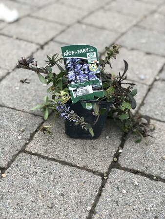 Ajuga reptans 'Chocolate Chips'