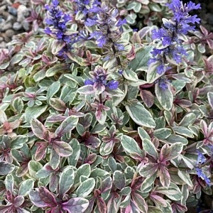 Ajuga Reptans Princess Nadia - D And M Garden Centre