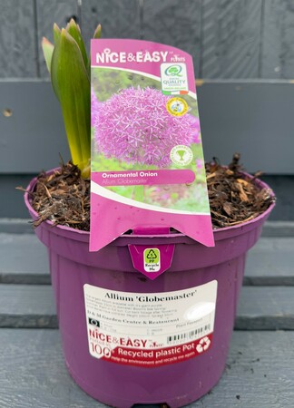 Allium 'Globemaster' - image 2