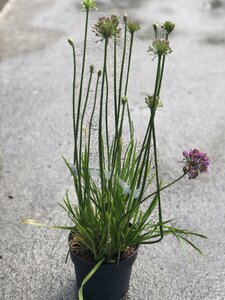 ALLIUM 'Lavender Bubbles'