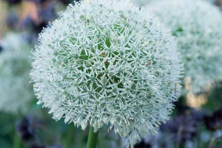 Allium stipitatum 'Mont Blanc'