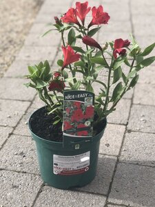 Alstroemeria 'Red Elf' ®