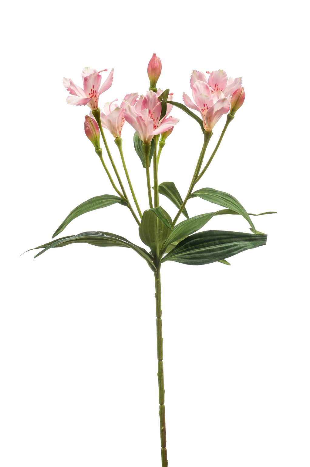 Alstroemeria spray lt pink 70cm - D and M Garden Centre