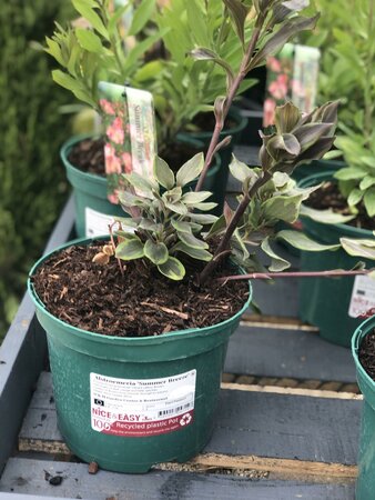 Alstroemeria 'Summer Breeze' ®