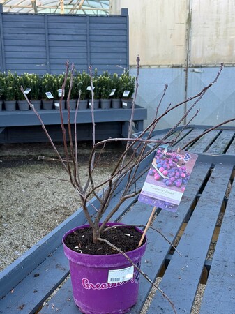 Amelanchier aln. 'Greatberry Garden' / 50-60 CM C5