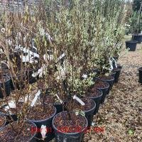 AMELANCHIER can. Rainbow Pillar 80-100cm