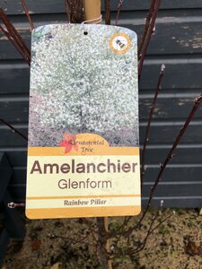 AMELANCHIER GLENFORM - image 2