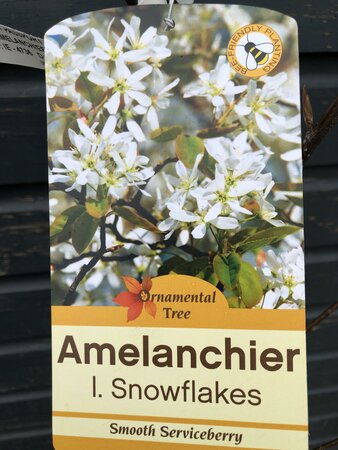 AMELANCHIER L. SNOW FLAKES - image 2